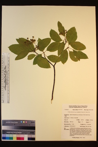 Cornus sericea subsp. occidentalis image